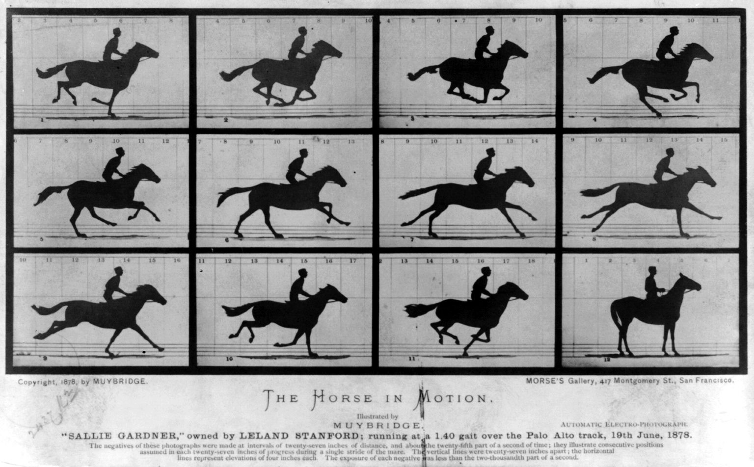 Le dodici fotografie di Eadweard Muybridge del cavallo Sallie Gardner al galoppo, 1878